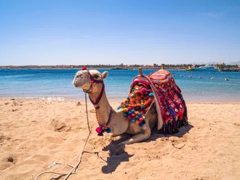 Camel on the beach Stock Photos