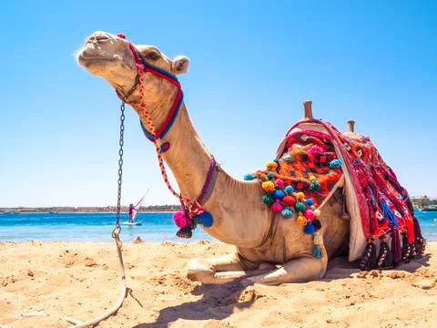Camel on the beach Stock Photos