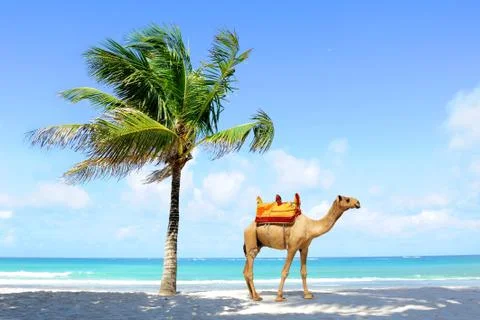 Camel on the beach Stock-Fotos