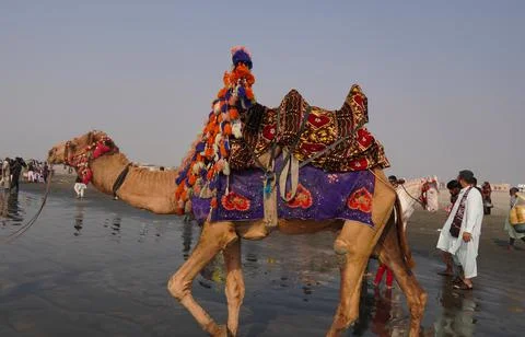 A camel on a beach Stock Photos