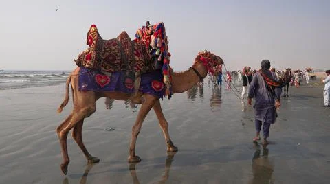A camel on beach Stock Photos