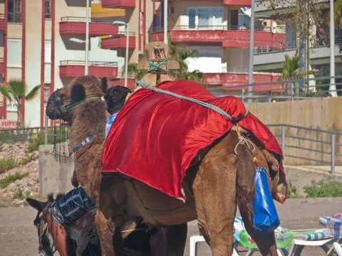 A camel on the beach in Turkey Stock Photos