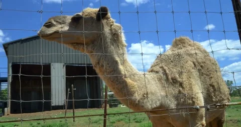 Camel behind a fence Stock Footage 49847343