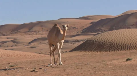 Camel between sand dunes eats dry grass, Oman Stock Footage 62964402