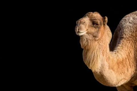 Camel on a black background Stock Photos