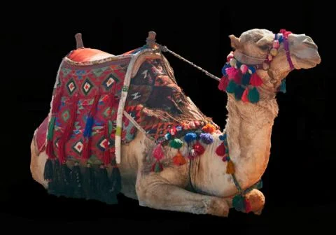 Camel on black background Stock Photos