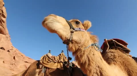 Camel blue sky Video stock 21247226