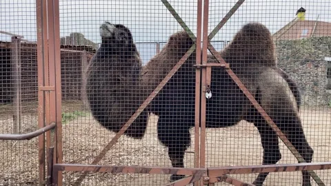 A camel in a cage at a zoo, kept in captivity Stock Footage 329091880