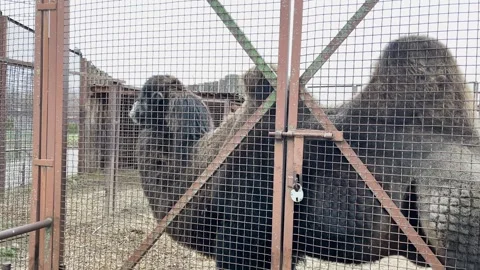 A camel in a cage at a zoo, kept in captivity Stock Footage 329091890