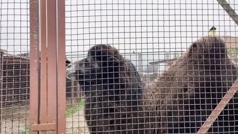 A camel in a cage at a zoo, kept in captivity Stock Footage 329091892