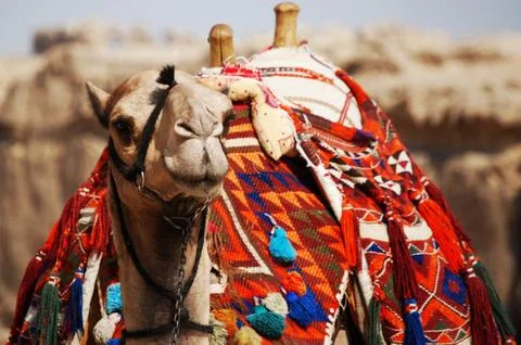 A camel in Cairo Stock Photos