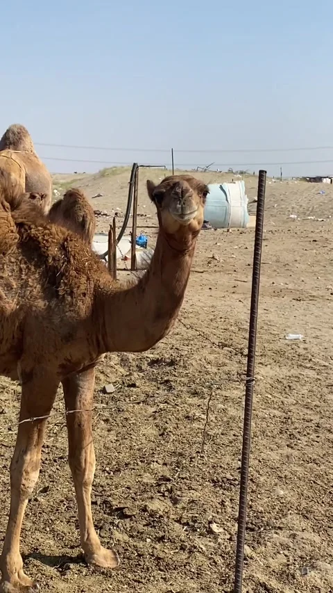 A Camel Calf With Its Herd in a Sunny Day. Close-up. Stock Footage 289513587