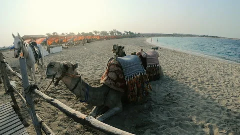 Camel. The camel stands on the beach. Egypt. Stock Footage 139717311