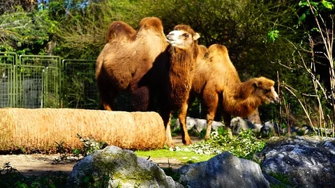 Camel (Camelus bactrianus) eats plants in its zoo enclosure Stock Footage