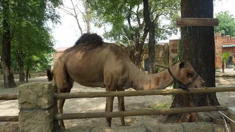 Camel (Camelus dromedarius) Stock Photos