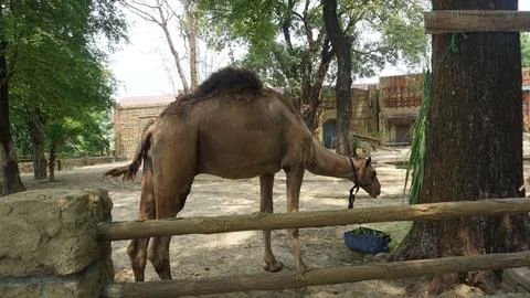 Camel (Camelus dromedarius) Stock Photos