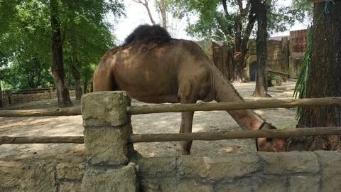 Camel (Camelus dromedarius) Stock Photos
