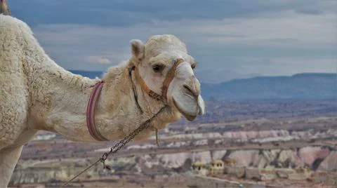 A camel in Cappadocia Stock Photos