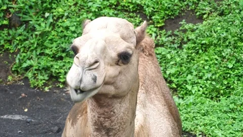 A camel in captivity sitting and munching on food Stock Footage 263174823