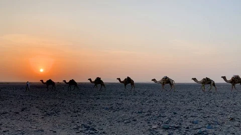 Camel caravan crossing the rough terrain in Ethiopia as sunsets downtown tc01 Stock Footage 102224513