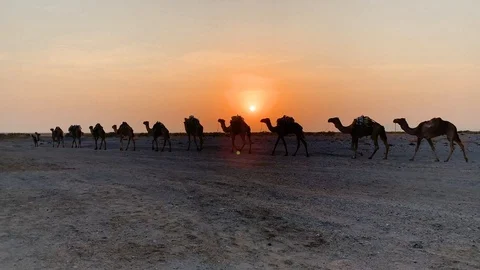 Camel caravan crossing the rough terrain in Ethiopia as sunsets downtown tc01 Stock-Footage 102224558