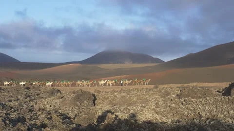 Camel Caravan Crossing Volcanic Landscape Lanzarote Real Time 스톡 동영상 331541900