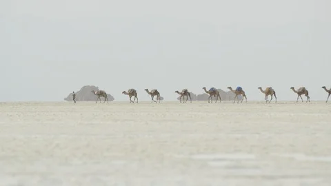Camel caravan in Dalloll, walking on the salt lake Stock Footage