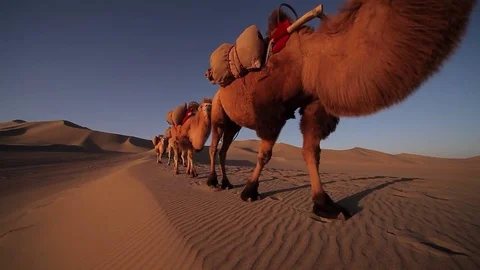 Camel Caravan in the Desert Stock Footage 77207162