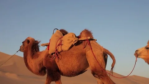 Camel Caravan in the Desert Stock Footage 77207322