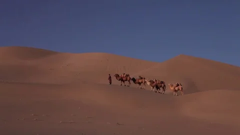 Camel Caravan in the Desert Stock Footage 77208540