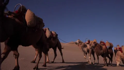 Camel Caravan in the Desert Видео 77208543