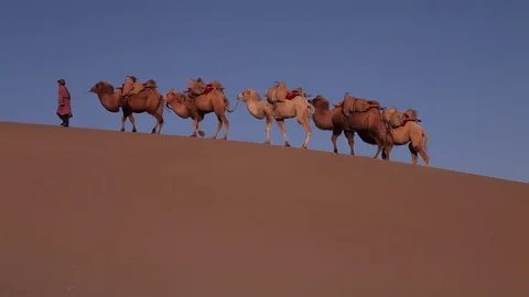 Camel Caravan in the Desert Видео 77208687