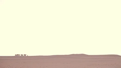Camel Caravan in the Desert Видео 77215303
