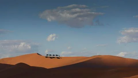Camel caravan on desert horizon, Dubai, United Arab Emirates Stock Photos