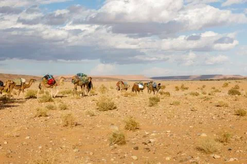 Camel caravan on the desert Stock Photos