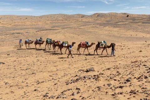 Camel caravan in the desert Stock Photos