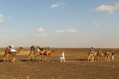 Camel caravan in the desert Stock Photos