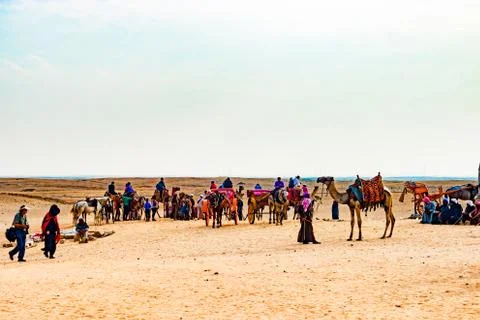 Camel caravan in Egypt Stock Photos