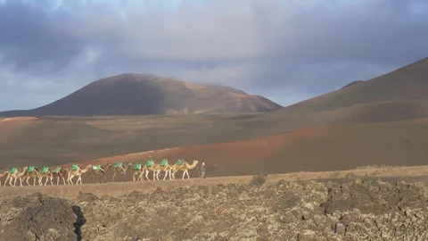 Camel Caravan Entering Frame In Volcanic Landscape Lanzarote 動画素材 331296711