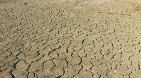 Camel caravan. Stock Footage 581093