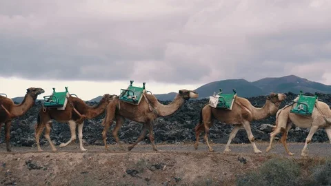 Camel caravan goes on background of mountains Vídeo Stock 105746806