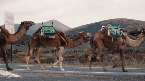 Camel caravan goes on background of mountains 스톡 동영상 105746859