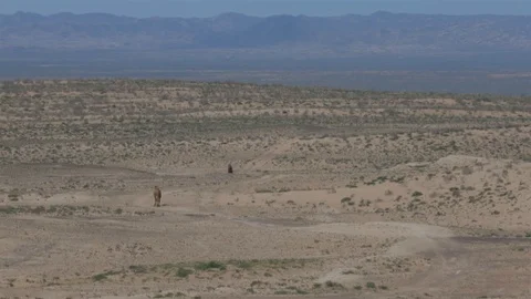 A camel caravan goes through the desert. The vibration of the air from the heat Stock Footage 125524357