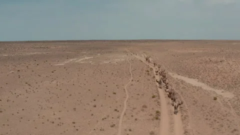 Camel caravan goes through the desert 스톡 동영상 247479056