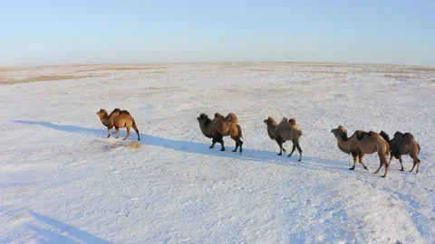 Camel caravan goes through the endless d... | Stock Video | Pond5