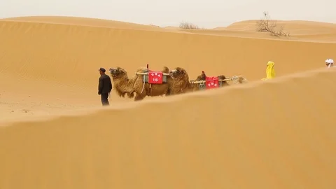Camel caravan going through the sand dunes Stock Footage 88336421