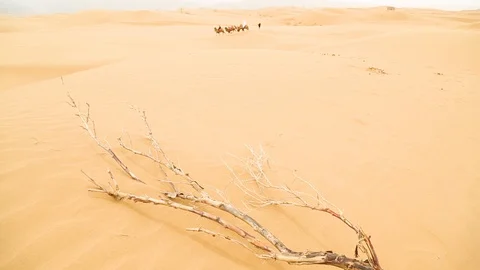 Camel caravan going through the sand dunes Видео 88336467