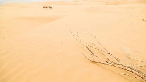Camel caravan going through the sand dunes Stock Footage 88336618