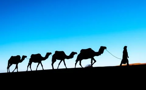 Camel caravan going through the sand dunes in the Sahara Desert. Stock-Fotos