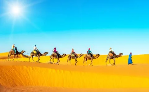 Camel caravan going through the sand dunes in the Sahara Desert, Stock Photos